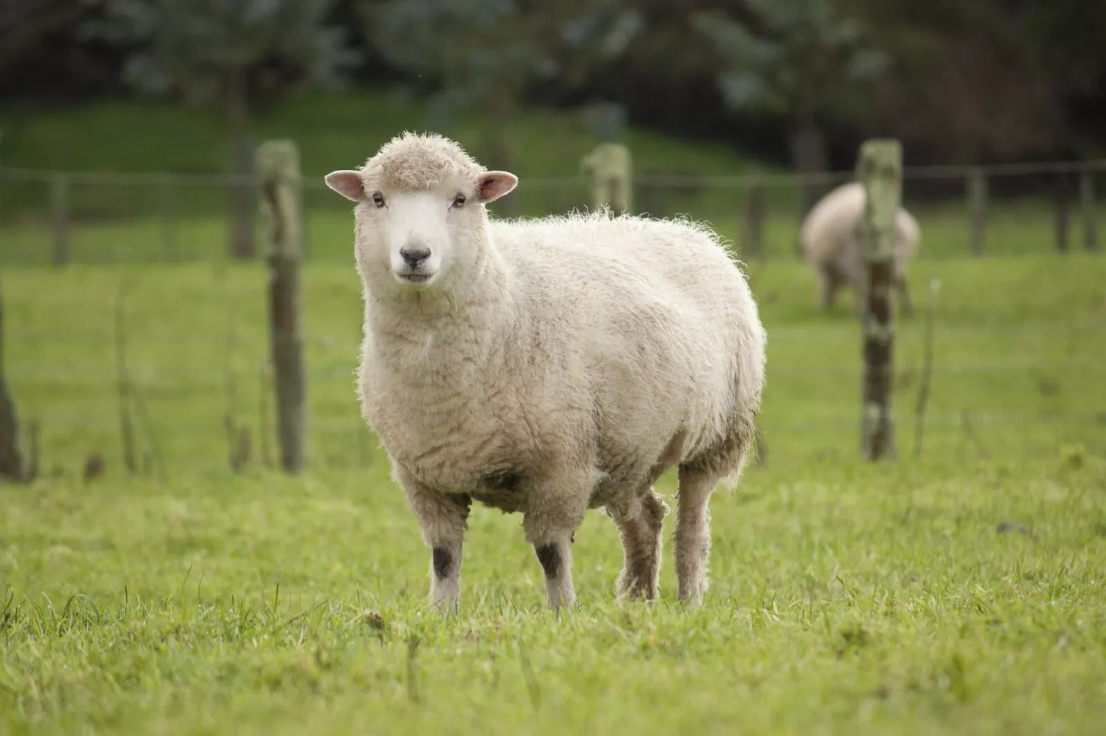 Virbac Cydectin LA Inj Sheep 500ml ##