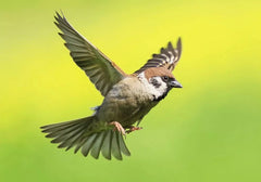 WFP Passwell The Good Oil Bird 250ml *