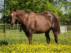 Laucke Flaky Racehorse Bran 25kg (SYD)**