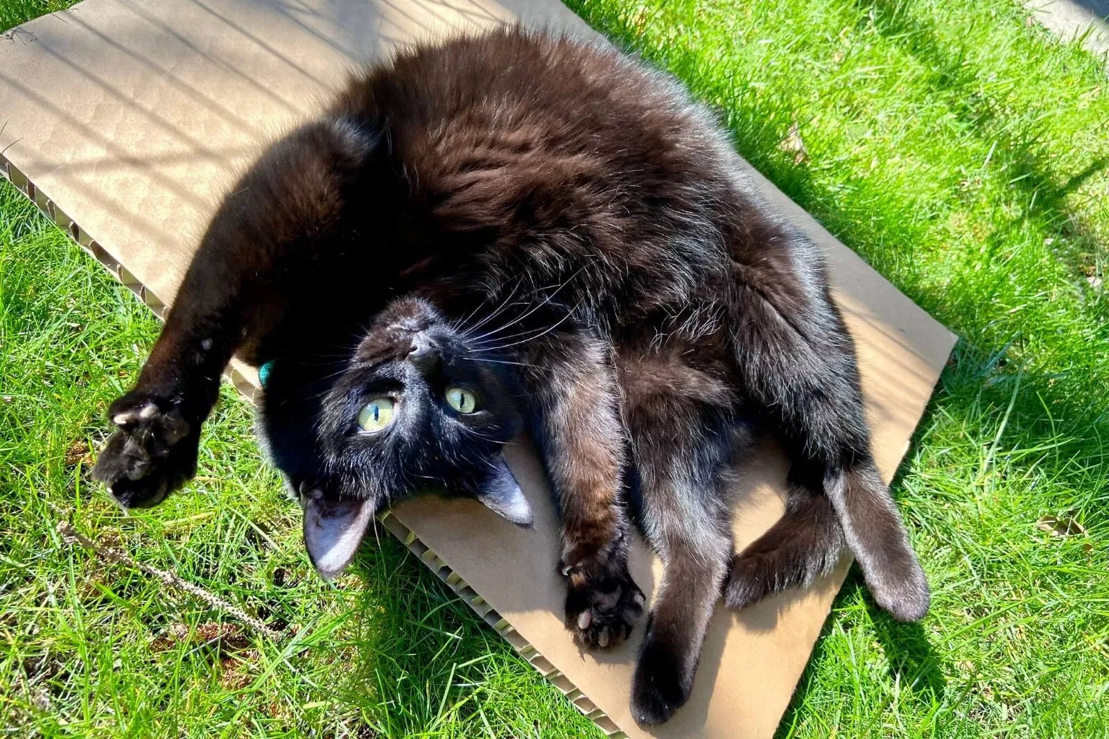 Kitter 5kg (DAR SYD MEL) **@@