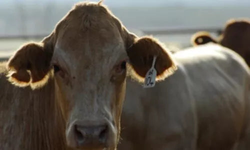 Prodigy Metal Forestry 20ml ##