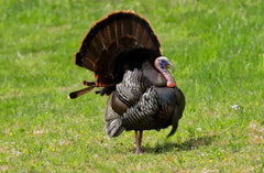 Barastoc Mixed Flock 20kg (SYD)