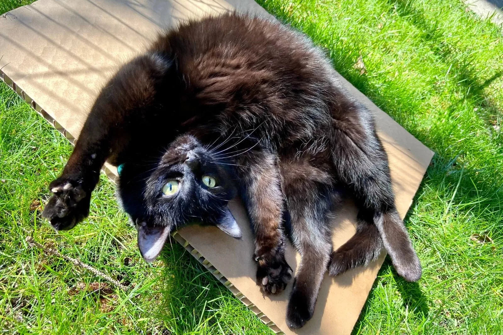 Blackhawk Cat Chicken 1.5kg **