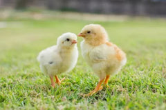 BF Brooding Cage Chicken **