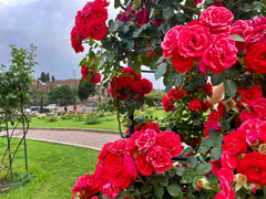 Neutrog Sudden Impact Roses 4kg **
