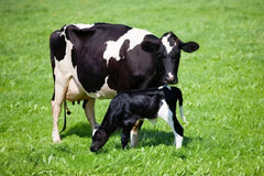 VFarm Comp Green Calf Milk 20kg **