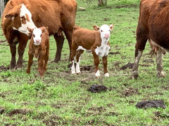 VFarm Prem Blue Calf Milk 20kg **