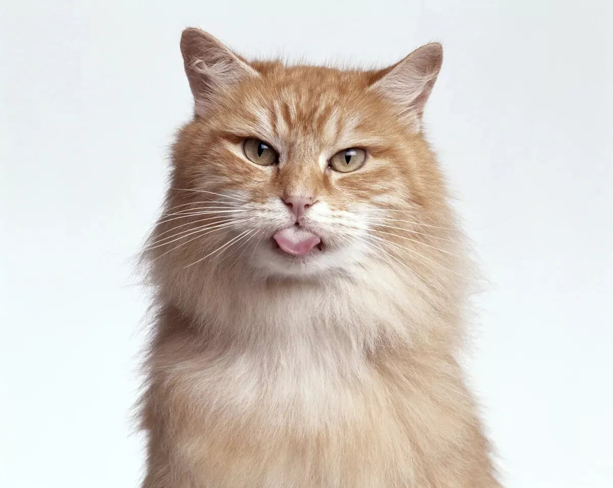 FELIX AGAIL GiJ Favourite Slcn 12x85g **