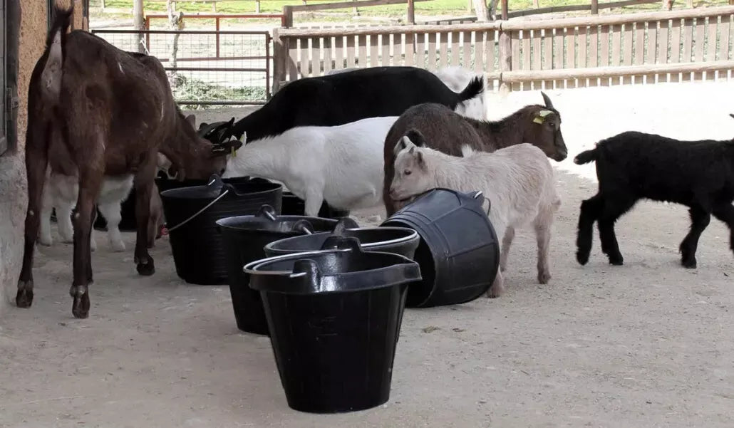 BI Eprinex Pour On Cattle 5lt **