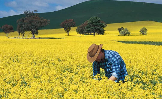 Apparent Glyphosate 450 1ltrs **