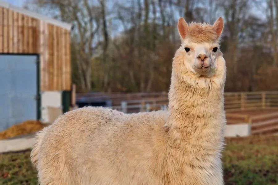 Barastoc Alpaca Pellet 20kgs (SYD) **