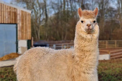 Barastoc Alpaca Pellet 20kgs (SYD) **