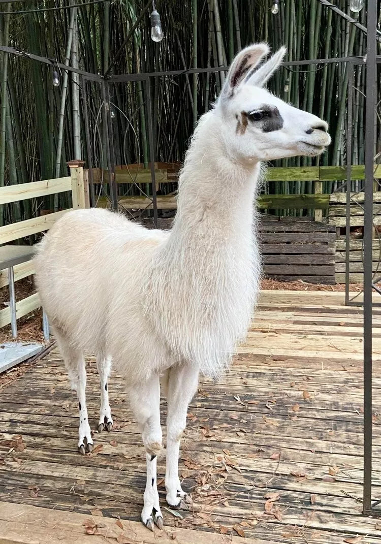 Barastoc Alpaca Pellet 20kgs (SYD) **