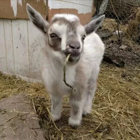 Palastart Lamb & Kid 10Kg (SYD) **