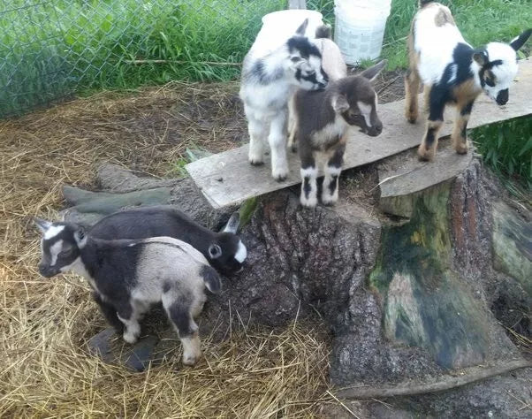 Palastart Lamb & Kid 10Kg (SYD) **