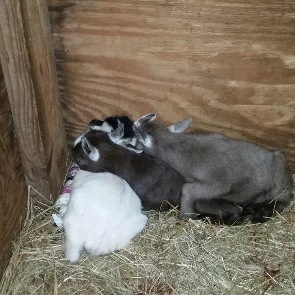 Palastart Lamb & Kid 10Kg (SYD) **