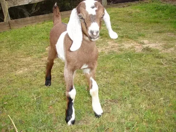 Palastart Lamb & Kid 10Kg (SYD) **