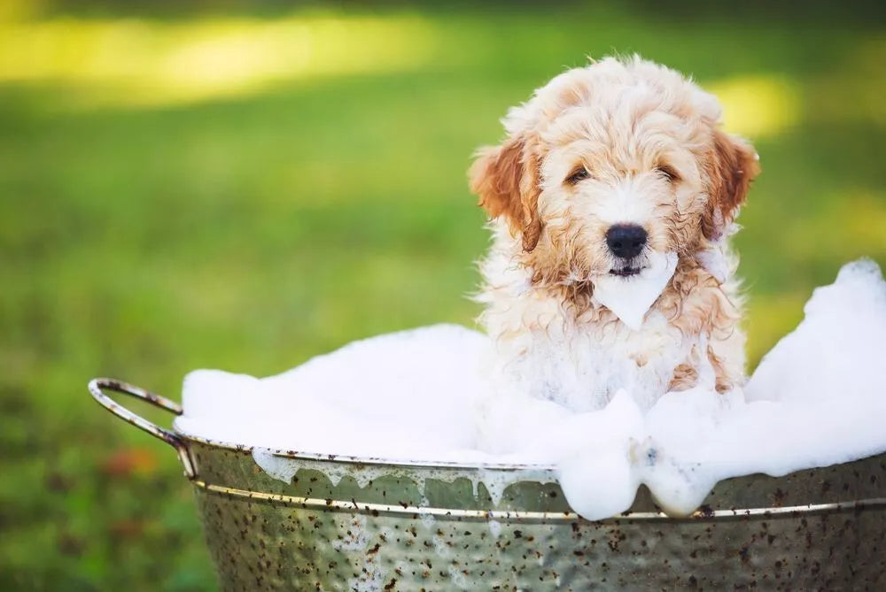 Supervite Gold Puppy Ckn 20kg (PER TAS)*