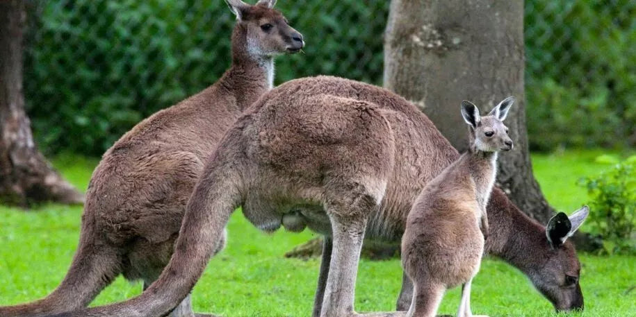 Barastoc Kangaroo & Wallaby 20kg (SYD) *