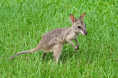 Barastoc Kangaroo & Wallaby 20kg (SYD) *