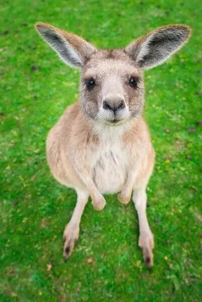 Barastoc Kangaroo & Wallaby 20kg (SYD) *