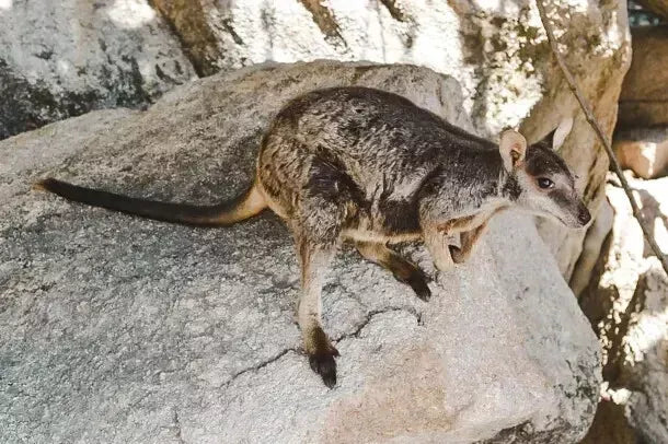 Barastoc Kangaroo & Wallaby 20kg (SYD) *