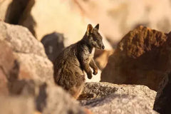 Barastoc Kangaroo & Wallaby 20kg (SYD) *