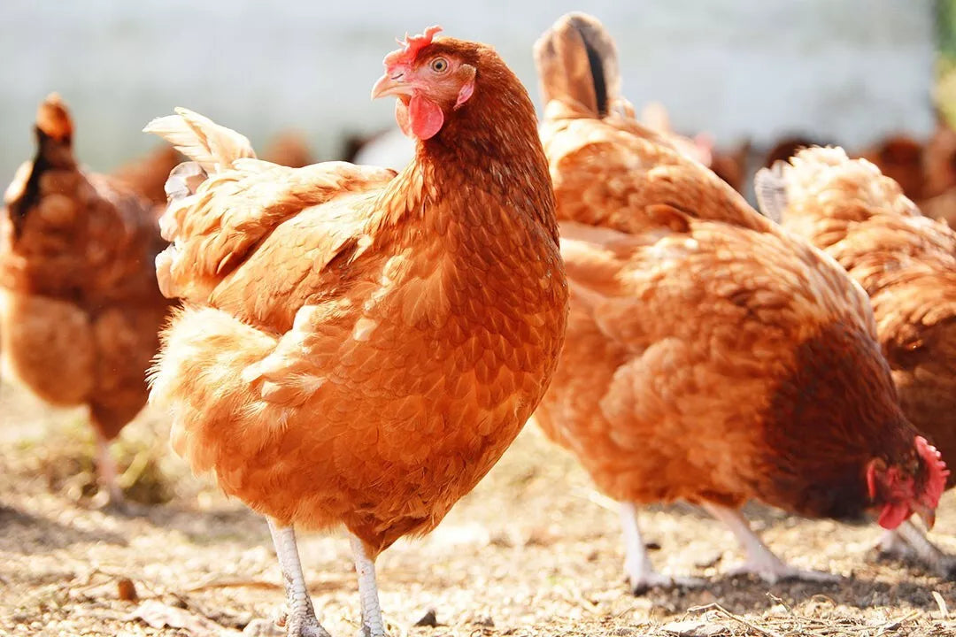 EVM Fancy Feathers 300gm **