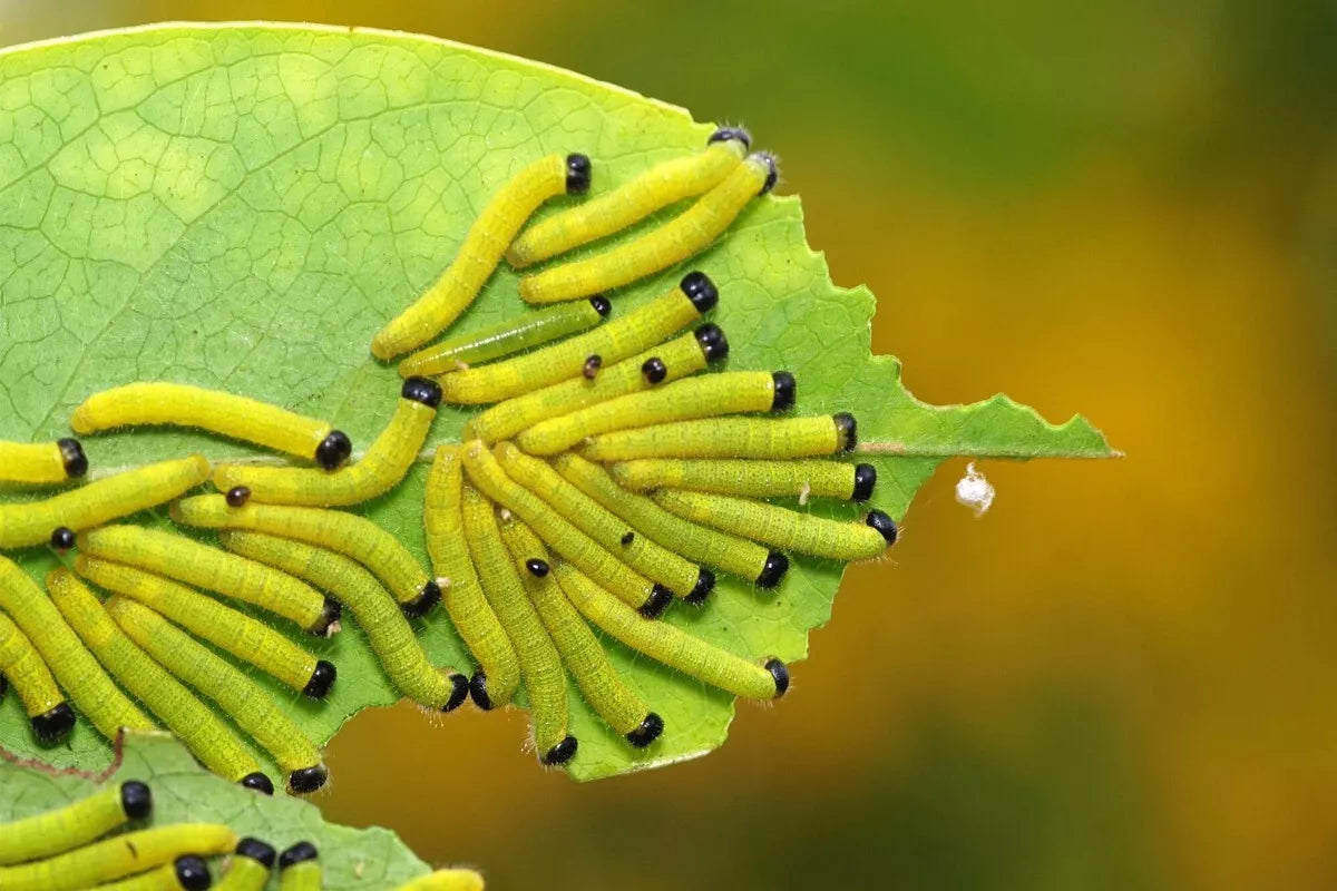 Envu Coopex Dust 10kg **