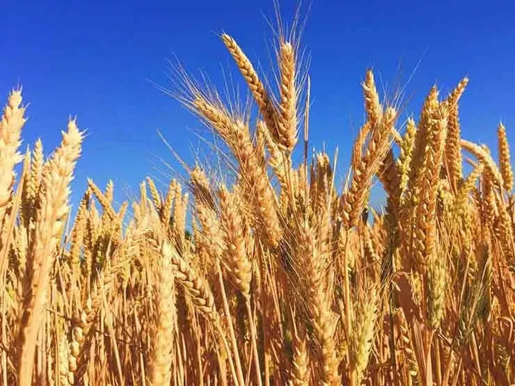 Bayer Crop Roundup Biactive 20L ##
