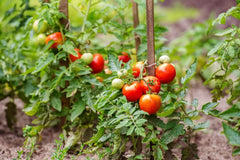 Bayer Crop Roundup Biactive 20L ##