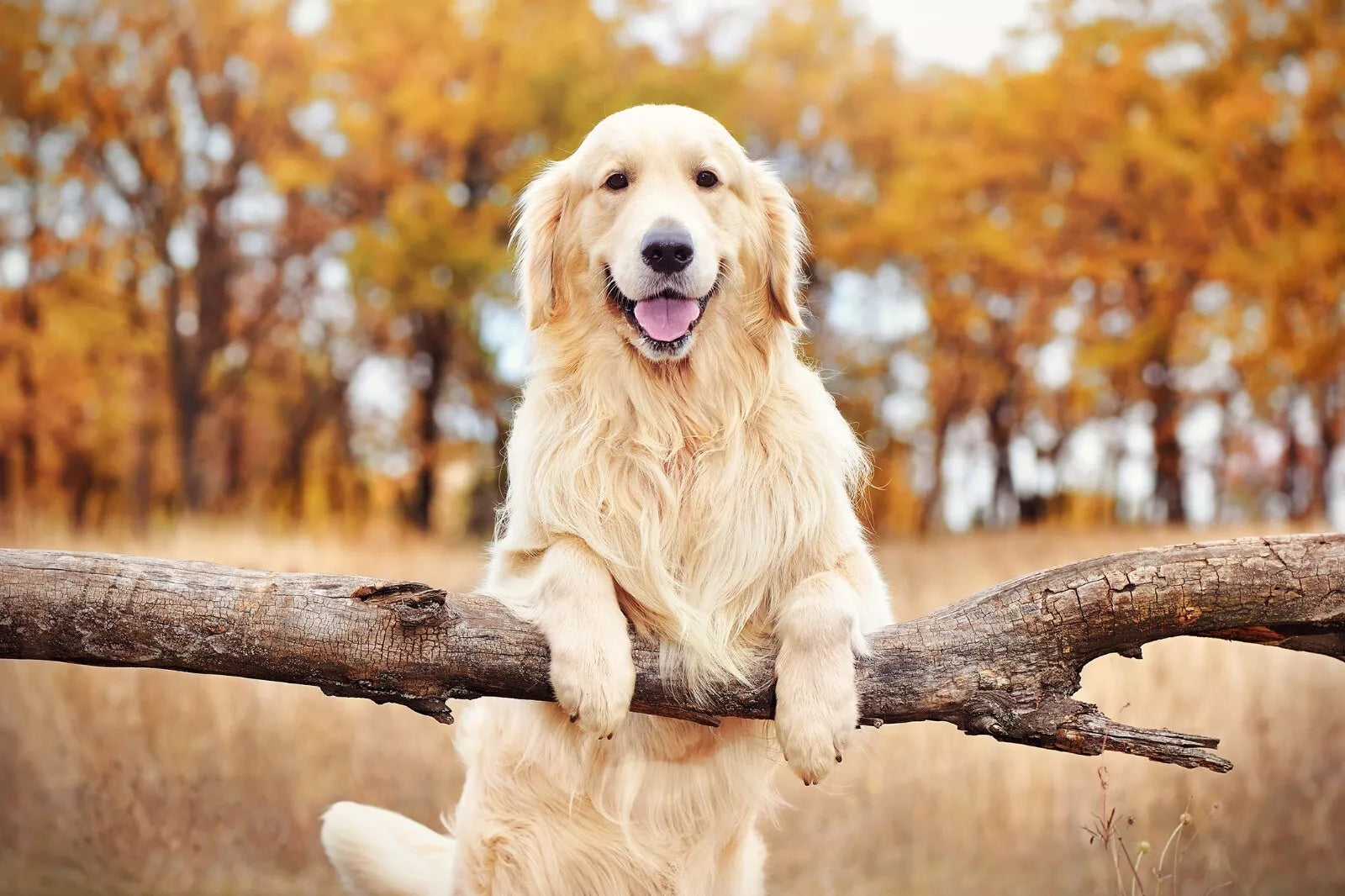 Stance Pet Tec Stay Active 4 Dogs 600g *