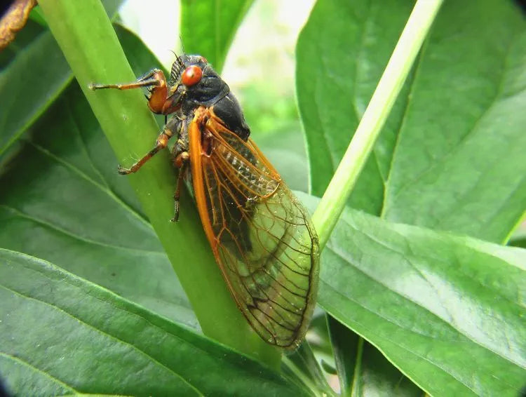 Pyrate Natural Insecticide 1lt **