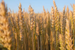 Syngenta Dual Gold 20ltr (S-Metolac) **