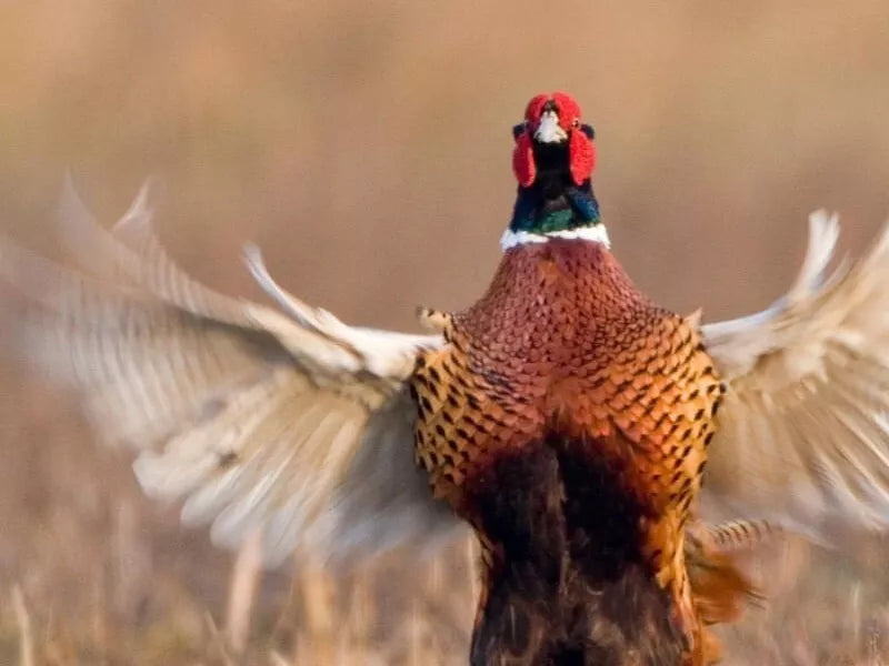 Laucke Gamebird Breeder 20kg (SYD) **