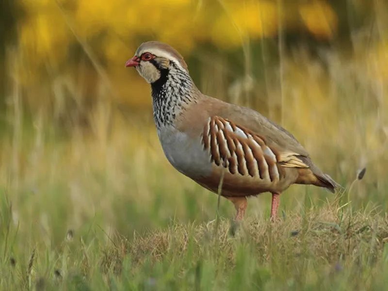 Laucke Gamebird Breeder 20kg (SYD) **