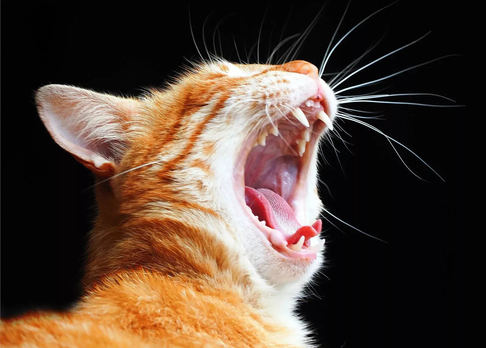 Pro Plan Adult Cat Stveskinstom 1.5kg *