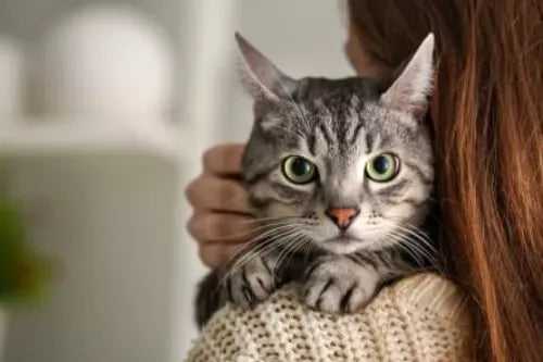 Pro Plan Adult Cat Indoor 3kg *