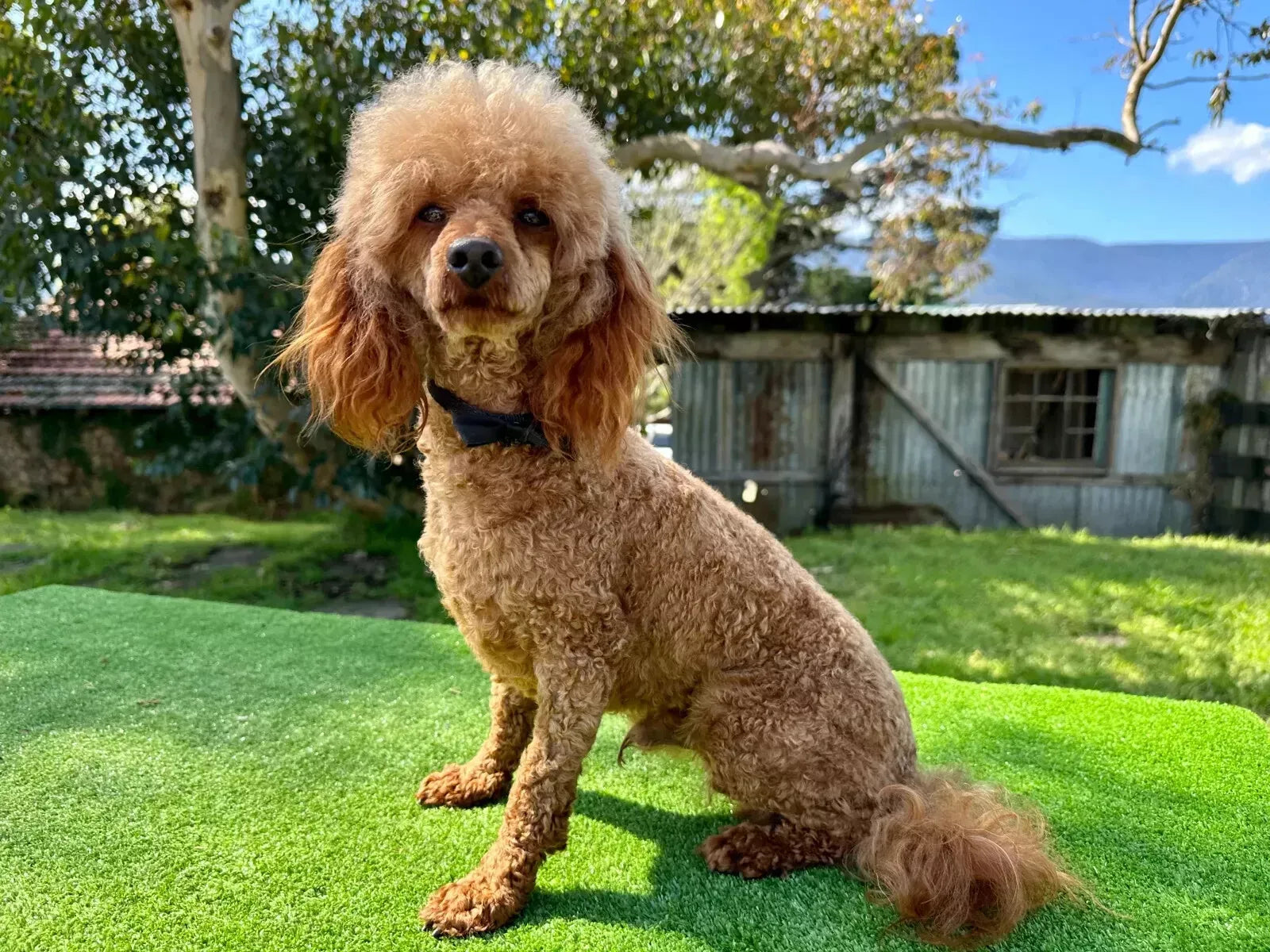 Adv Dog Adt Sml Brd Oodles 2.5kg **