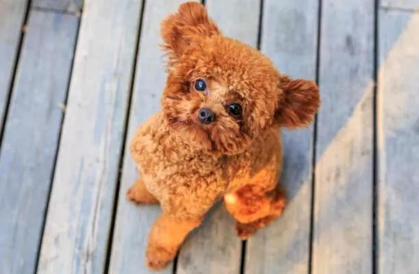 Adv Dog Adt Sml Brd Oodles 2.5kg **