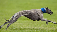 Ranvet BloodMAX 10kg **