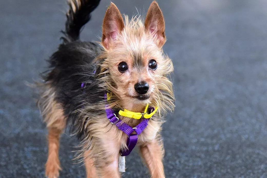 BFA B-Complete Canine Banana Crush 2.5k*