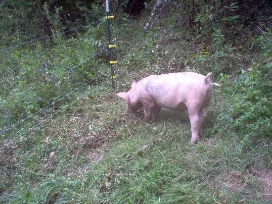 Barastoc Pig Grower 20kg (TAS)*