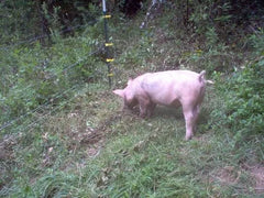 Barastoc Pig Grower 20kg (TAS)*