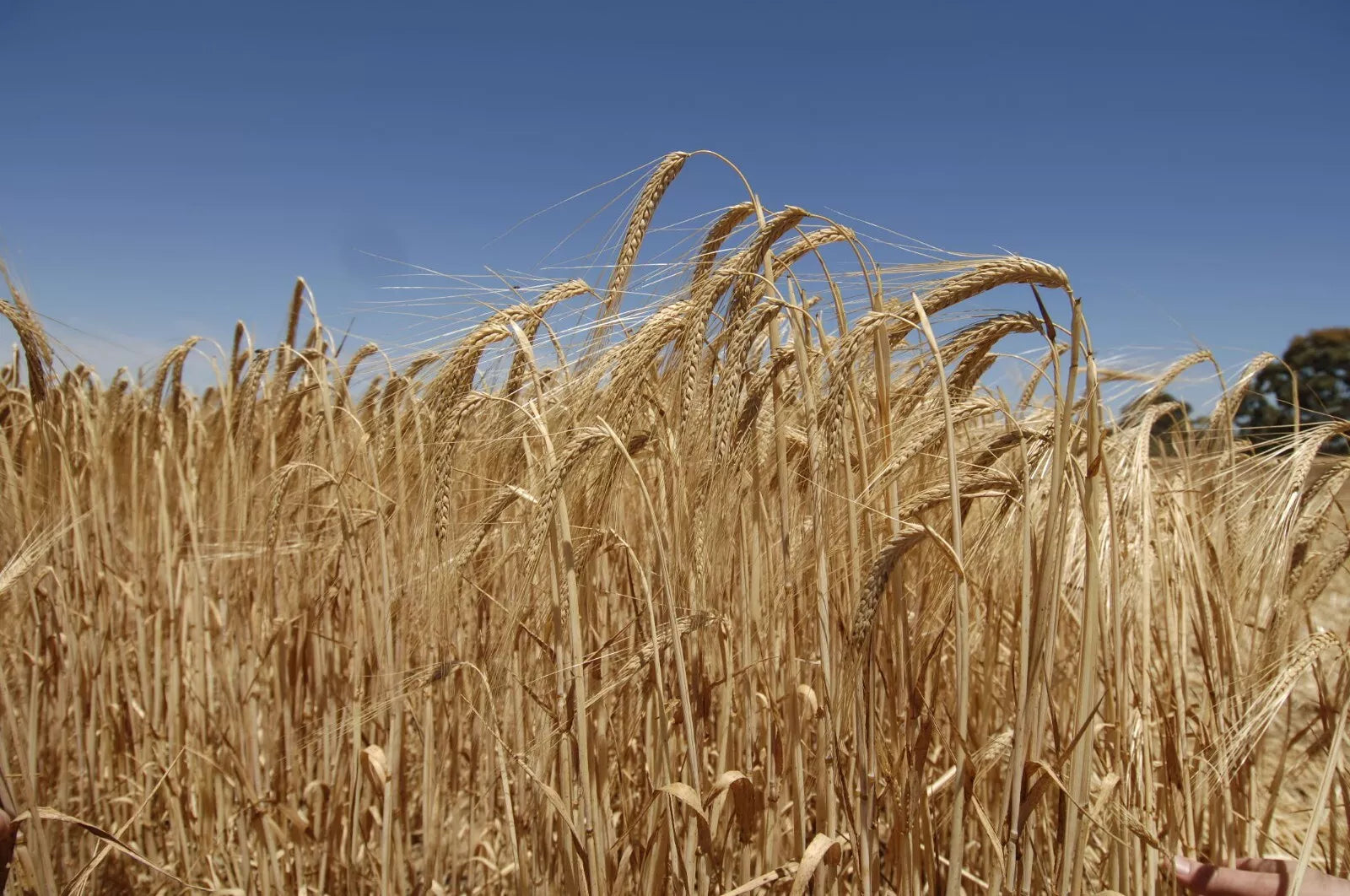 Apparent Antassassin 15kgs **