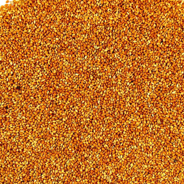 Avigrain Red Panicum 20kg (VIC) **
