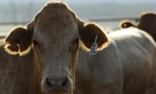 Arumpo Bentonite Gran 25kg (ROC) **