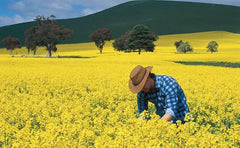 Apparent Dingo Chlorpyrifos 500 1ltrs **