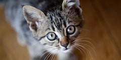 Adv Kitten Ckn&R 3kg **