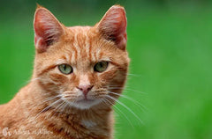 Adv Kitten Ckn&R 3kg **